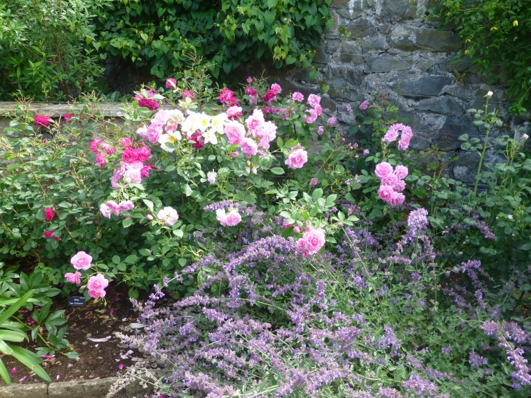 Bodnant Garden roses